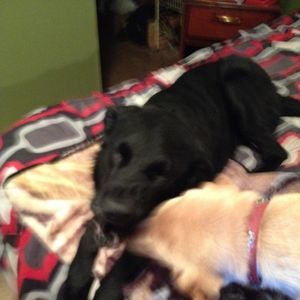 Meet your Posher, Donna